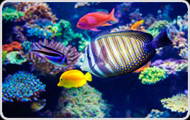 Acquariologia