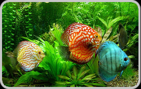 Acquariologia. Pesci tropicale dolce e marino, coralli, invertebrati,  acquari, mangimi e accessori